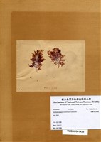 藏品(安曼司石花菜)的圖片